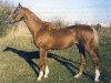 stallion Bawarez (Hanoverian, 1980, from Balans xx)