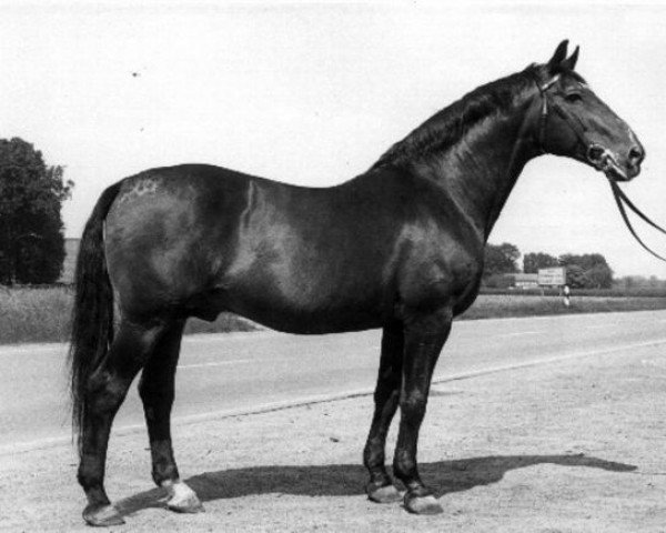stallion Weingau (Hanoverian, 1954, from Weiler)