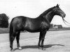 stallion Weingau (Hanoverian, 1954, from Weiler)
