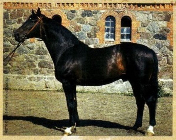 stallion Walerik (Hanoverian, 1963, from Weingau)
