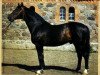 stallion Walerik (Hanoverian, 1963, from Weingau)