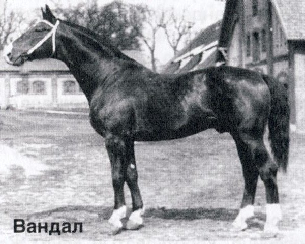 stallion Vandals (Hanoverian, 1979, from Walerik)