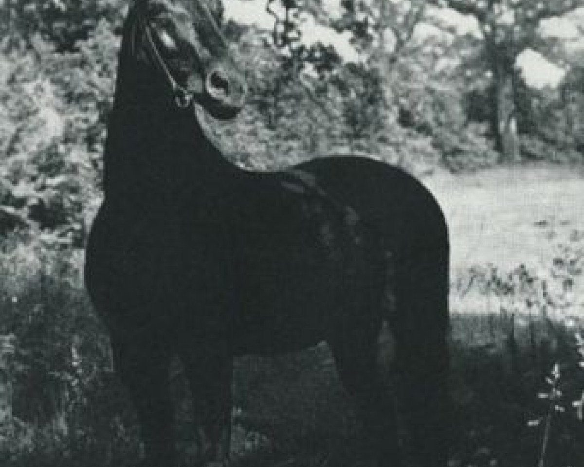 stallion Gondolier (Trakehner, 1943, from Sporn 4266)