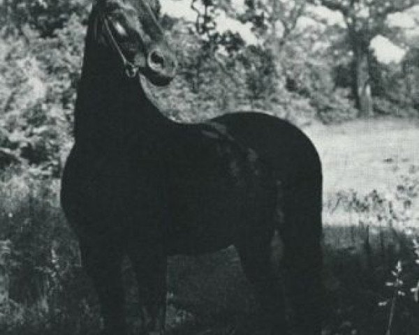 stallion Gondolier (Trakehner, 1943, from Sporn)