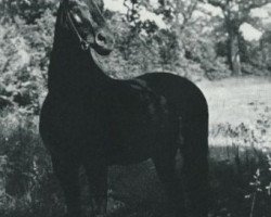 Deckhengst Gondolier (Trakehner, 1943, von Sporn)