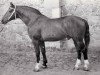 stallion Roland (Holsteiner, 1964, from Raimond)