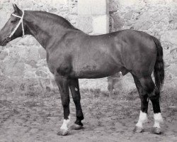 stallion Roland (Holsteiner, 1964, from Raimond)