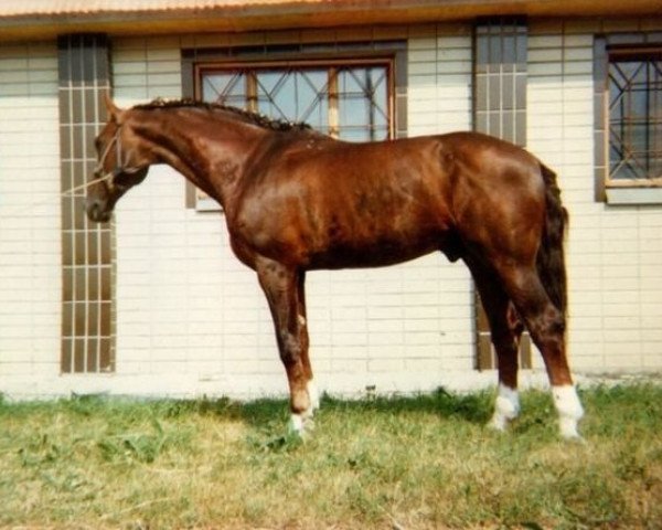 stallion Aristey (Holsteiner, 1985, from Aceton)