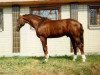 stallion Aristey (Holsteiner, 1985, from Aceton)