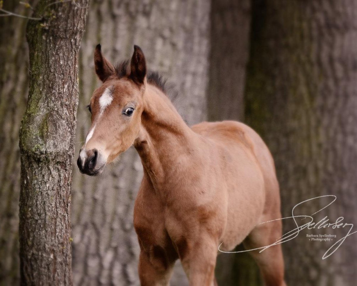 Springpferd Conrado B (Westfale, 2017, von Comme il Faut)