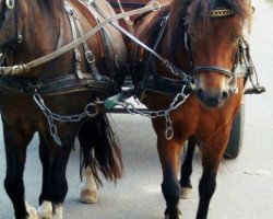 Zuchtstute Pfalz - Dart Sandrine (Dartmoor-Pony, 2004, von Pfalz-Dart-Carino)