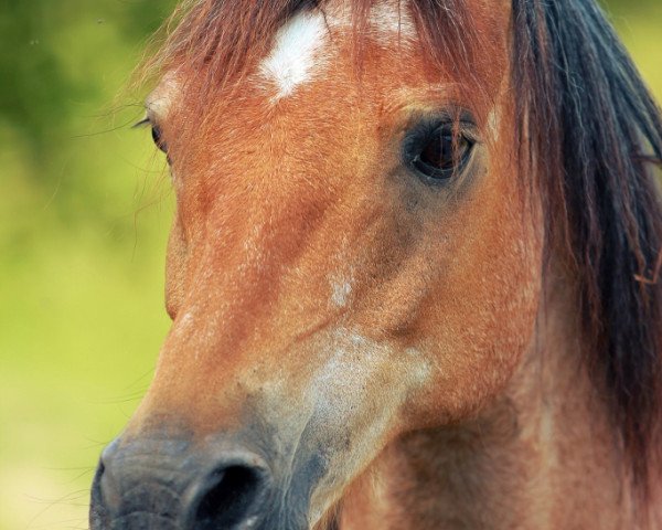 Pferd Leo 255 (Welsh Pony (Sek.B), 1994, von Royal Blueberry)