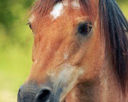 Pferd Leo 255 (Welsh Pony (Sek.B), 1994, von Royal Blueberry)