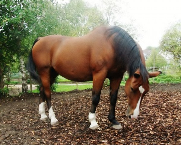 Pferd Ganwin (Gauner) (Brandenburger, 1995, von Glorreich)