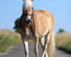 dressage horse Nobody 366 (Haflinger, 2007, from Napo)