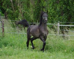 horse HL Hissan ox (Arabian thoroughbred, 2011, from Riad El Highlight ox)