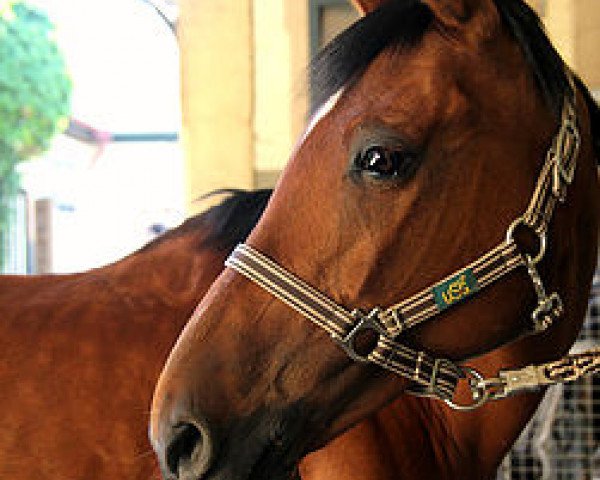 horse Tirana (German Riding Pony,  , from Tequilla)