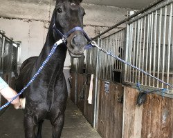 jumper Chicolo (German Sport Horse, 2014, from Cheetano)