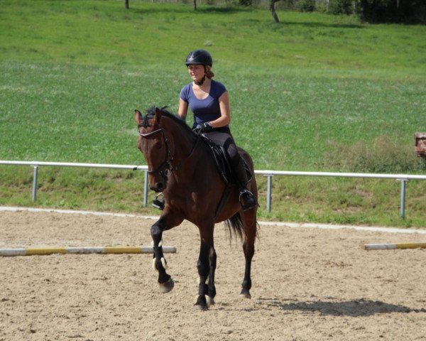 jumper Calypso (German Sport Horse, 2013, from Cheetano)