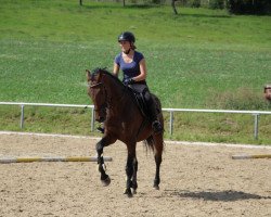 Springpferd Calypso (Deutsches Sportpferd, 2013, von Cheetano)