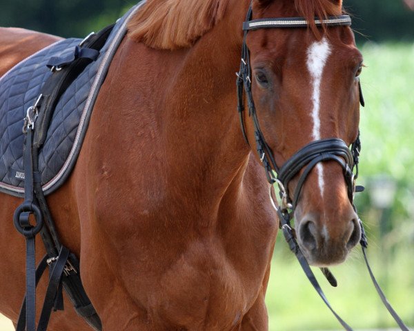 dressage horse Lorenzo Londonderry (Hanoverian, 2009, from Londonderry)