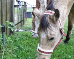 Pferd Chaffers Charmel (Quarter Horse, 1998, von Silent Chaffer)