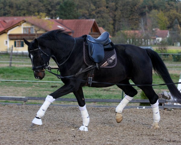 dressage horse Dawn of Nymphenburg (Hanoverian, 2011, from Decamerone 5)