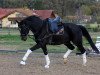 dressage horse Dawn of Nymphenburg (Hanoverian, 2011, from Decamerone 5)