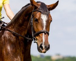 Springpferd Chillout (Mecklenburger, 2012, von Commerze One)