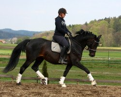 broodmare Spirit of Kiss (Austrian Warmblood, 2008, from French Kiss)