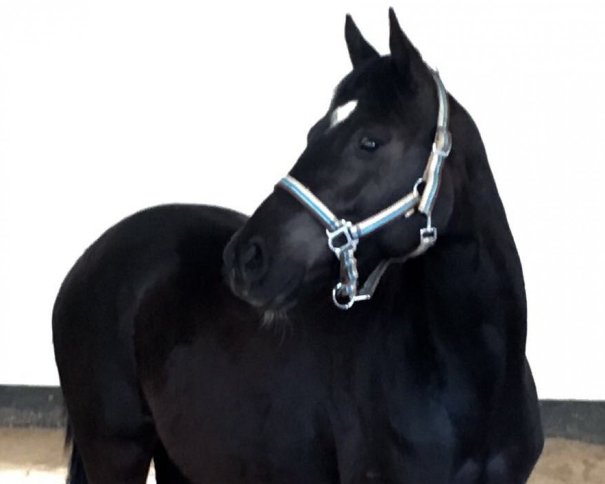 Dressurpferd A real Diamond (Deutsches Reitpony, 2015, von Bünteeichen Ricardo)