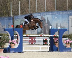 jumper Grafitti P (Danish Warmblood, 2010, from Boegegaardens Grafs Stakkato)