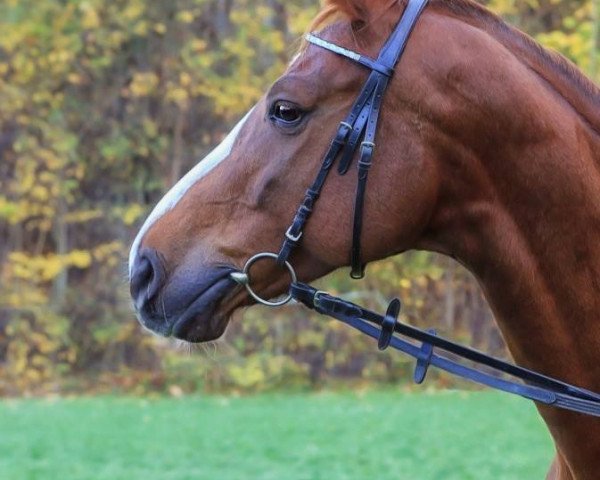 dressage horse Donna Dalia (Hanoverian, 2009, from Dancier)