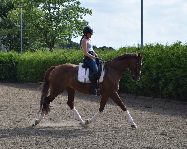 Dressurpferd Boas (Oldenburger, 2011, von Belissimo NRW)