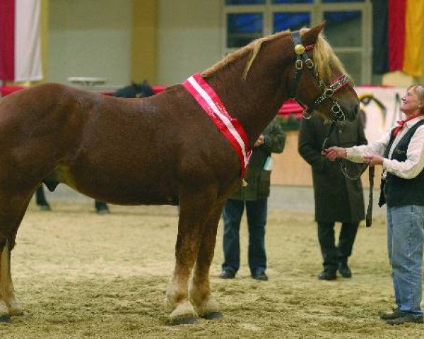 stallion SCHIEWER VULKAN XVII (Noric, 2003, from Schärfer-Vulkan XVI)