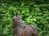 dressage horse Spirou 5 (Hanoverian, 2012, from Spörcken)