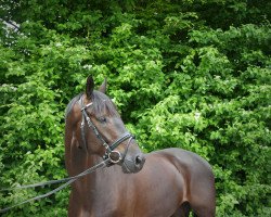 dressage horse Spirou 5 (Hanoverian, 2012, from Spörcken)