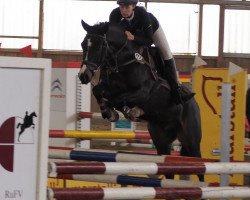 dressage horse Van Dacapo (German Riding Pony, 2013, from Van Heinrich)