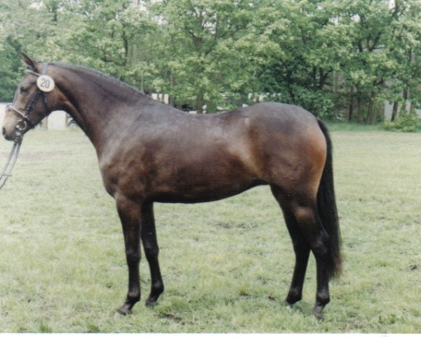 broodmare Giletta (German Riding Pony, 1989, from Brillant)