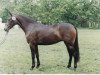 broodmare Giletta (German Riding Pony, 1989, from Brillant)