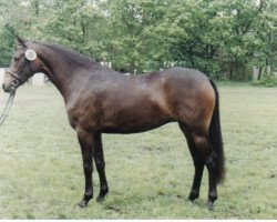 Zuchtstute Giletta (Deutsches Reitpony, 1989, von Brillant)