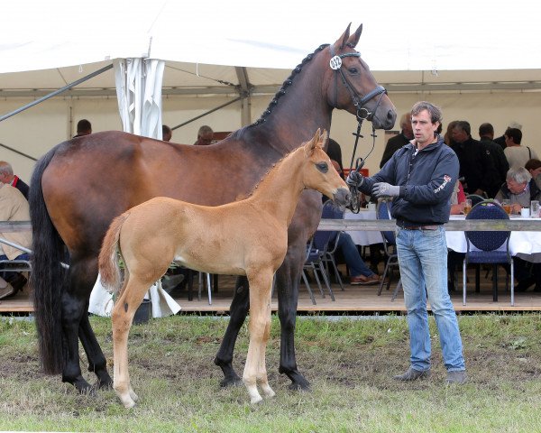 broodmare Helvetia (Haflinger,  , from Hochadel)