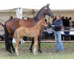 broodmare Helvetia (Haflinger,  , from Hochadel)