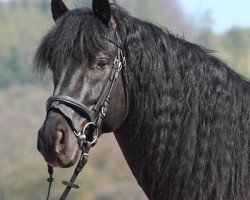 stallion Didau (Pura Raza Espanola (PRE), 2003, from Bienvenido IV)