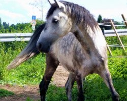 dressage horse Jarro (Pura Raza Espanola (PRE), 2010, from Didau)