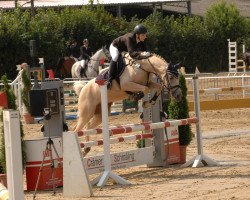 jumper Goldfell (German Riding Pony, 2011, from FS Golden Moonlight)