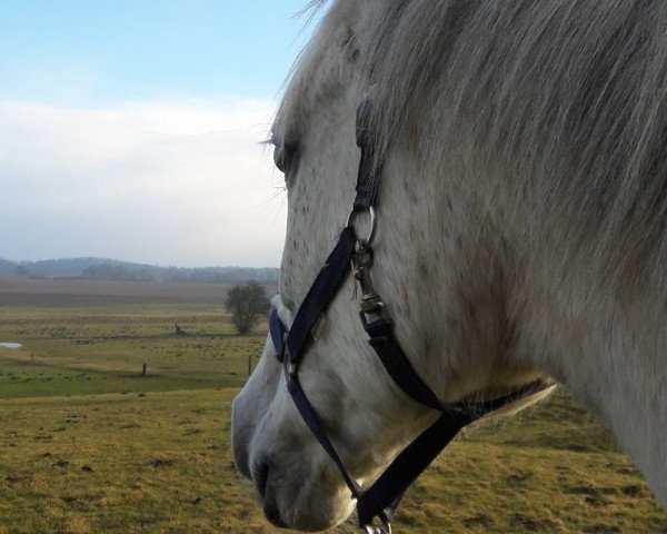 broodmare Atlantika (Mecklenburg, 2002, from Adeptus)