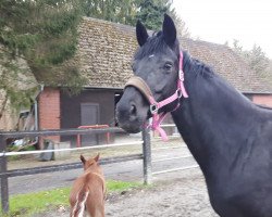 broodmare Simple Obhut (Westphalian, 2009, from Show Star)