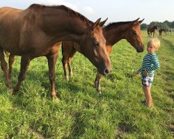 broodmare Florina (Hanoverian, 2007, from Florestan I)