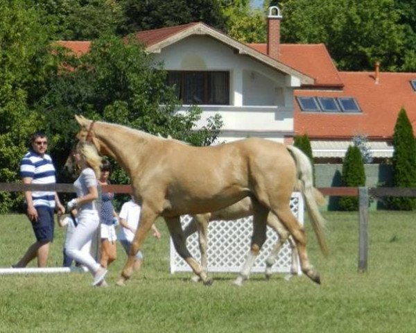 Zuchtstute Hajnal (Ungarisches Warmblut,  , von Rizling)